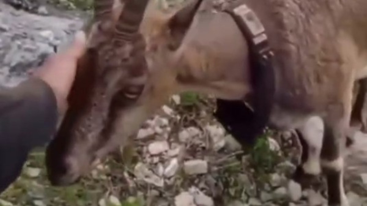 Yozgat’ta doğaya salınan yaban keçisiyle vatandaşın diyaloğu