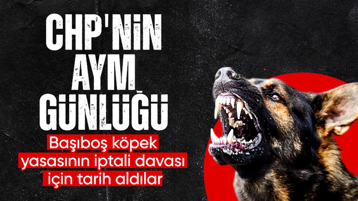 CHP başvurmuştu: AYM başıboş köpek yasasını temelden inceleyecek