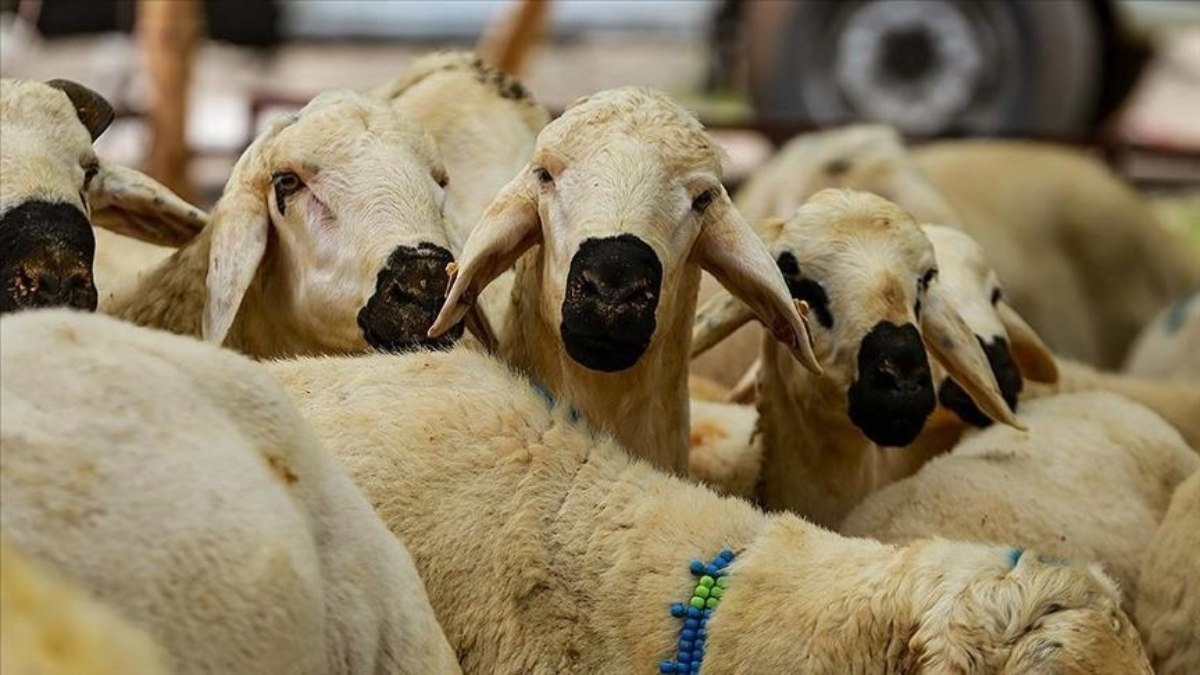 Kurban Hizmetlerinin Uygulanmasına Dair Bildiri, Resmi Gazete’de